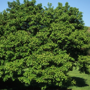 Acer ginnala 'Bailey Compact' - Bailey Compact Amur Maple Acer ginnala 'Bailey Compact' - Bailey Compact Amur Maple
