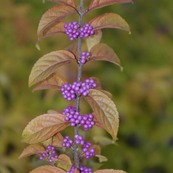 Callicarpa dichotoma 'Early Amethyst' - Early Amethyst Beautyberry