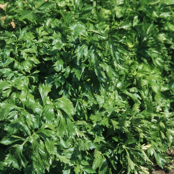 Apium graveolens - Celery Apium graveolens - Celery
