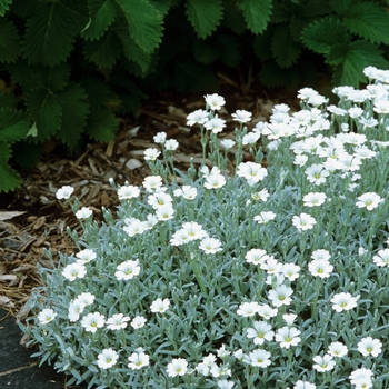Cerastium tomentosum - Snow-in-the-Summer Cerastium tomentosum - Snow-in-the-Summer