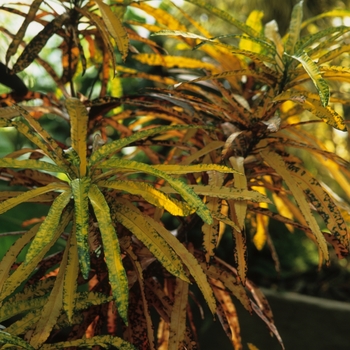 Codiaeum variegatum 'Mammy' - Mammy Croton Codiaeum variegatum 'Mammy' - Mammy Croton