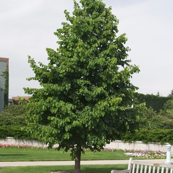 Corylus colurna - Turkish Filbert