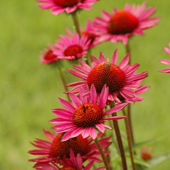 Echinacea purpurea ''Vintage Wine'' - Vintage Wine Coneflower