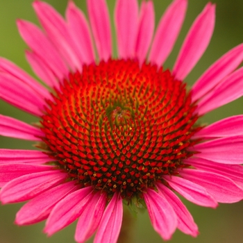 Echinacea 'Vintage Wine' - Vintage Wine Coneflower Echinacea 'Vintage Wine' - Vintage Wine Coneflower