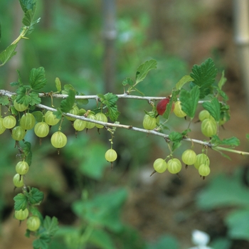 Ribes hirtellum 'Pixwell' - Pixwell Gooseberry