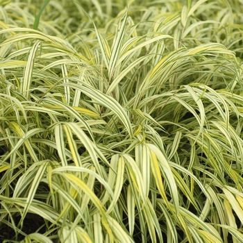 Hakonechloa macra - Aureola Hakon Grass