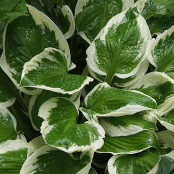 Hosta 'Minutemen' - Minuteman Hosta