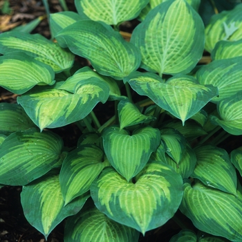 Hosta 'Paul's Glory' - Paul's Glory Hosta Hosta 'Paul's Glory' - Paul's Glory Hosta