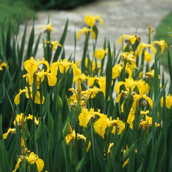 Iris pseudacorus - Yellow Flag Iris