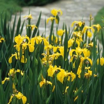 Iris pseudacorus - Yellow Flag Iris Iris pseudacorus - Yellow Flag Iris