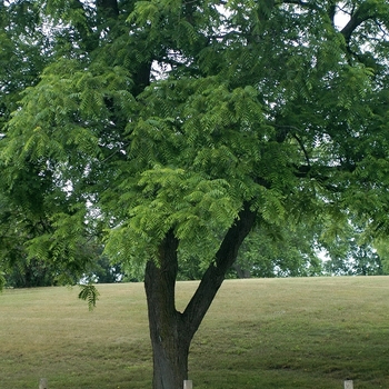 Juglans nigra - Black Walnut