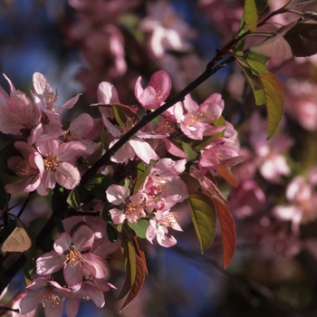 Malus 'Indian Summer' - Indian Summer Crabapple Malus 'Indian Summer' - Indian Summer Crabapple