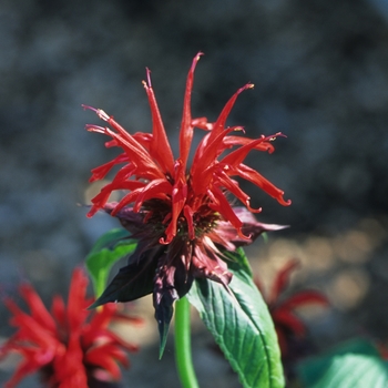 Monarda 'Jacob Cline' - Jacob Cline Beebalm Monarda 'Jacob Cline' - Jacob Cline Beebalm