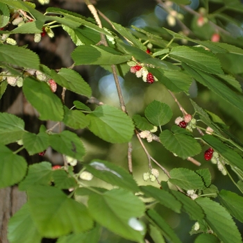 Morus rubra - Red Mulberry