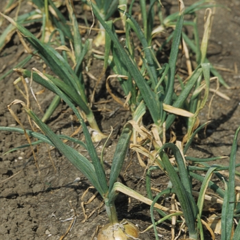 Allium cepa COPY - Candy Onion Allium cepa COPY - Candy Onion