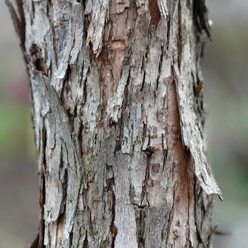Ostrya virginiana - Ironwood
