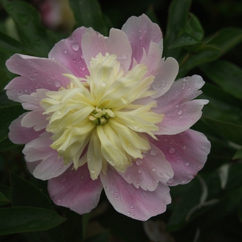 Paeonia lactiflora 'Butter Bowl' - Butter Bowl Peony
