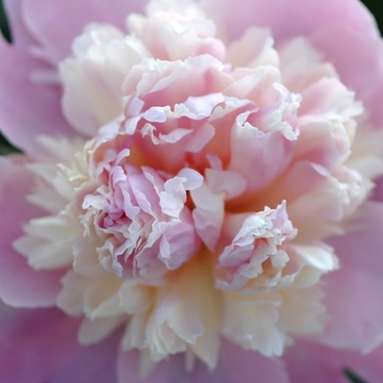 Paeonia 'Whopper' - Whopper Peony Paeonia 'Whopper' - Whopper Peony