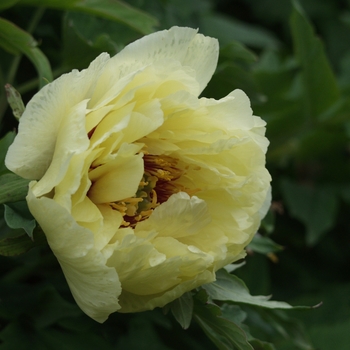 Paeonia suffruticosa 'High Noon' - Yellow Tree Peony Paeonia suffruticosa 'High Noon' - Yellow Tree Peony