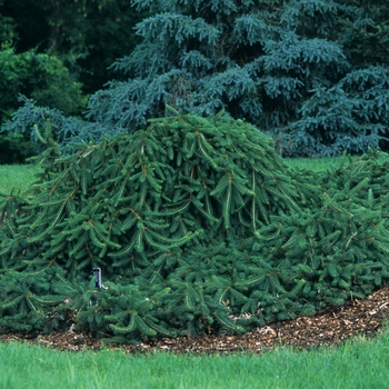 Picea abies 'Pendula' (Prostrate) - Creeping Norway Spruce