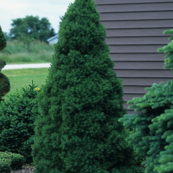 Picea glauca 'Conica' - Dwarf Alberta Spruce