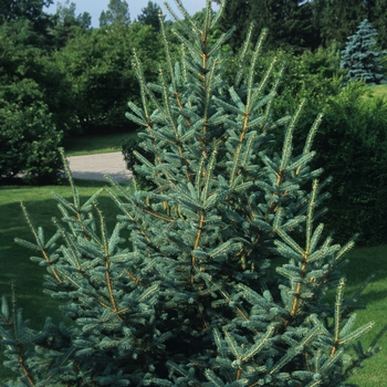 Picea meyeri - Meyer's Spruce