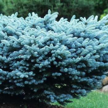 Picea pungens 'Globosa' - Globe Blue Spruce
