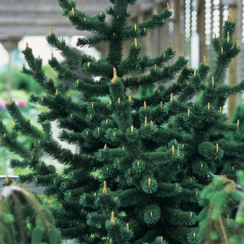 Pinus aristata - Bristlecone Pine
