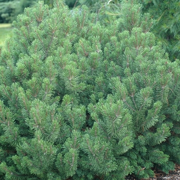 Pinus mugo 'Slowmound' - Slowmound Mugo Pine