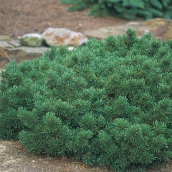 Pinus mugo 'pumilio' - Dwarf Mountain Pine