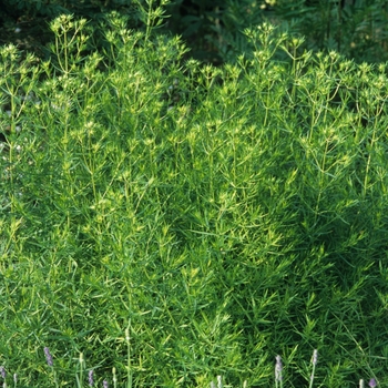 Pycnanthemum tenuifolium - Mountain Mint Pycnanthemum tenuifolium - Mountain Mint