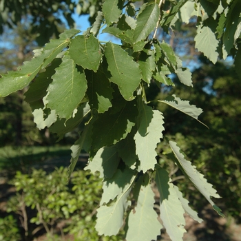 Quercus muehlenbergii - Chinkapin Oak