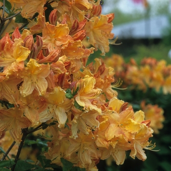 Rhododendron 'Lemon Lights' - Lemon Lights Azalea