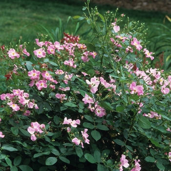 Rosa 'Nearly Wild' - Nearly Wild Rose