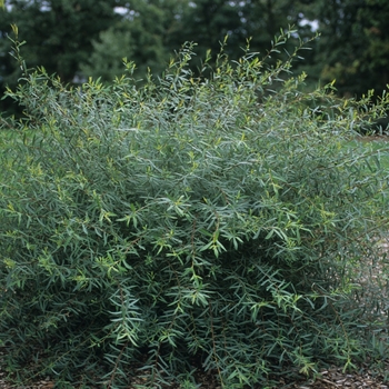 Salix purpurea 'Gracillis' - Dwarf Blue Arctic Willow