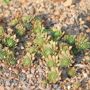 Sempervivum 'Carmen' - Hens & Chicks Sempervivum 'Carmen' - Hens & Chicks