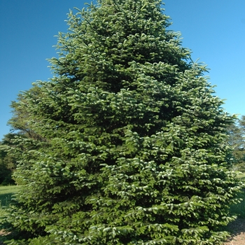 Abies nordmanniana - Nordmann Fir