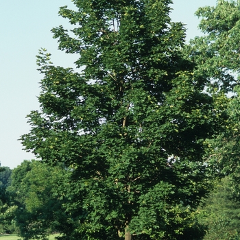 Acer platanoides 'Emerald Queen' - Emerald Queen Maple