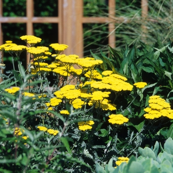 Achillea 'Moonshine' - Moonshine Yarrow