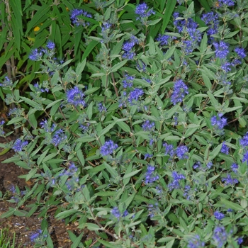 Caryopteris x clandonensis 'Longwood Blue' - Longwood Blue Bluebeard