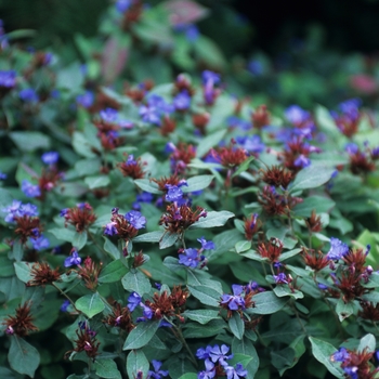 Ceratostigma plumbaginoides - Leadwort Ceratostigma plumbaginoides - Leadwort