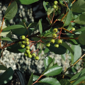 Aronia melanocarpa - Autumn Magic Black Chokeberry