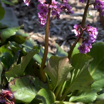 Bergenia cordifolia 'Red Beauty' - Red Beauty Bergenia Bergenia cordifolia 'Red Beauty' - Red Beauty Bergenia