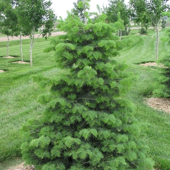 Abies concolor - Concolor Fir