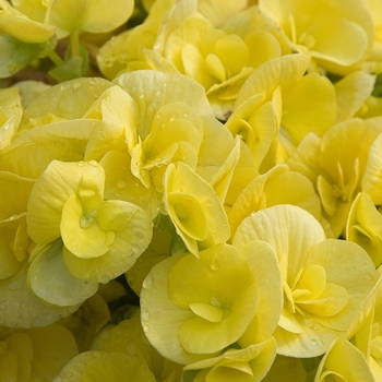 Begonia x hiemalis 'Blitz' - Blitz Begonia Begonia x hiemalis 'Blitz' - Blitz Begonia