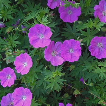 Geranium sanguineum 'New Hampshire Purple' - New Hampshire Purple Cranesbill