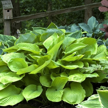 Hosta 'Sum and Substance' - Sum and Substance Hosta Hosta 'Sum and Substance' - Sum and Substance Hosta