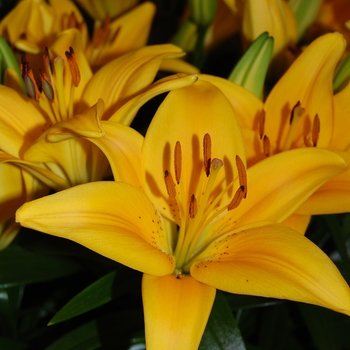 Lily asiatic 'Tiny Bee' - Lily asiatc Lily asiatic 'Tiny Bee' - Lily asiatc