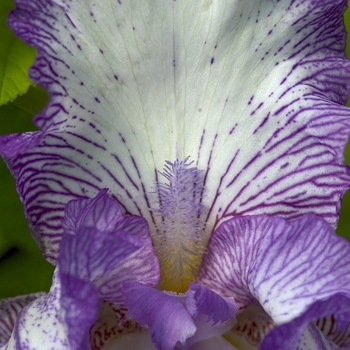 Iris germanica 'Autumn Circus' - Autumn Circus Iris Iris germanica 'Autumn Circus' - Autumn Circus Iris