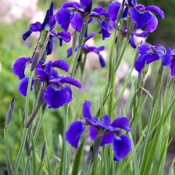 Iris sibirica 'Ceasars Brother' - Siberian Iris Iris sibirica 'Ceasars Brother' - Siberian Iris